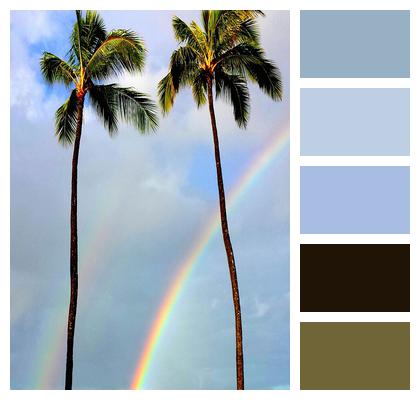 Rainbow Palm Trees Tropical Image